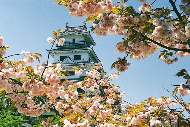 今治城と桜